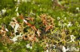 Spiney heath lichen (Cetraria aculeata)