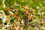 Spiney heath lichen (Cetraria aculeata)