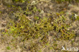 Spiney heath lichen (Cetraria aculeata)