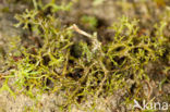 Spiney heath lichen (Cetraria aculeata)