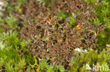 Spiney heath lichen (Cetraria aculeata)