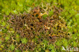 Spiney heath lichen (Cetraria aculeata)