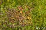 Spiney heath lichen (Cetraria aculeata)