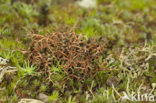 Gewoon kraakloof (Cetraria aculeata)
