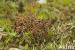 Spiney heath lichen (Cetraria aculeata)