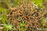 Spiney heath lichen (Cetraria aculeata)