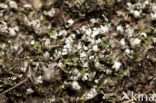 Gewoon stapelbekertje (Cladonia cervicornis)