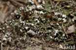 Gewoon stapelbekertje (Cladonia cervicornis)