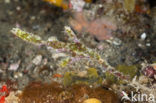 Ghost pipefish (Solenostomus cyanopterus)