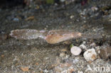 Ghost pipefish (Solenostomus cyanopterus)