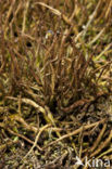 slender lichen (Cladonia gracilis)
