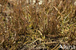 slender lichen (Cladonia gracilis)