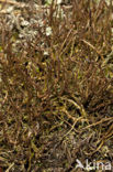 slender lichen (Cladonia gracilis)