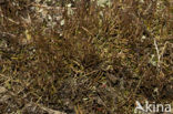 slender lichen (Cladonia gracilis)