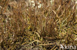 slender lichen (Cladonia gracilis)