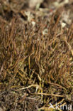 slender lichen (Cladonia gracilis)
