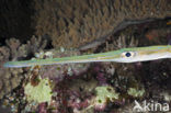 Bluespotted cornetfish (Fistularia commersonii)