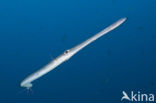 Bluespotted cornetfish (Fistularia commersonii)