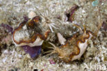 Glossodoris atromarginata