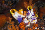 Golden Sea-Squirt (Polycarpa aurata)