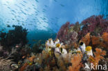 Golden Sea-Squirt (Polycarpa aurata)