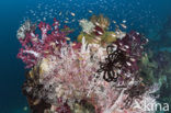 Ring-tailed cardinalfish (Apogon aureus)