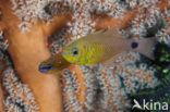 Ring-tailed cardinalfish (Apogon aureus)