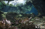 Gran Cenote