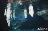 Gran Cenote