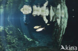 Gran Cenote