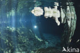 Gran Cenote