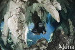 Gran Cenote