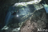 Gran Cenote