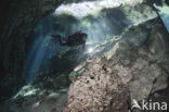 Gran Cenote