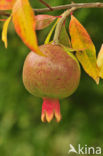 Pomegranate (Punica granatum)