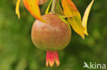 Pomegranate (Punica granatum)