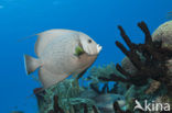 Grey angelfish (Pomacanthus arcuatus)