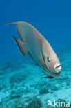 Grey angelfish (Pomacanthus arcuatus)