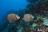 Grey angelfish (Pomacanthus arcuatus)