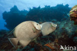 Grey angelfish (Pomacanthus arcuatus)