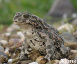 Groene pad (Bufo viridis)