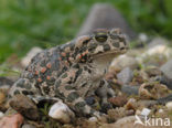 Groene pad (Bufo viridis)