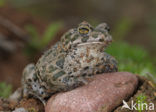 Groene pad (Bufo viridis)