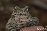 Groene pad (Bufo viridis)