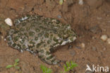 Groene pad (Bufo viridis)