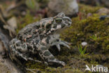 Groene pad (Bufo viridis)