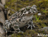 Groene pad (Bufo viridis)