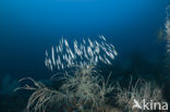 Grooved razor-fish (Centriscus scutatus)