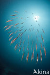 Grooved razor-fish (Centriscus scutatus)