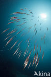 Grooved razor-fish (Centriscus scutatus)